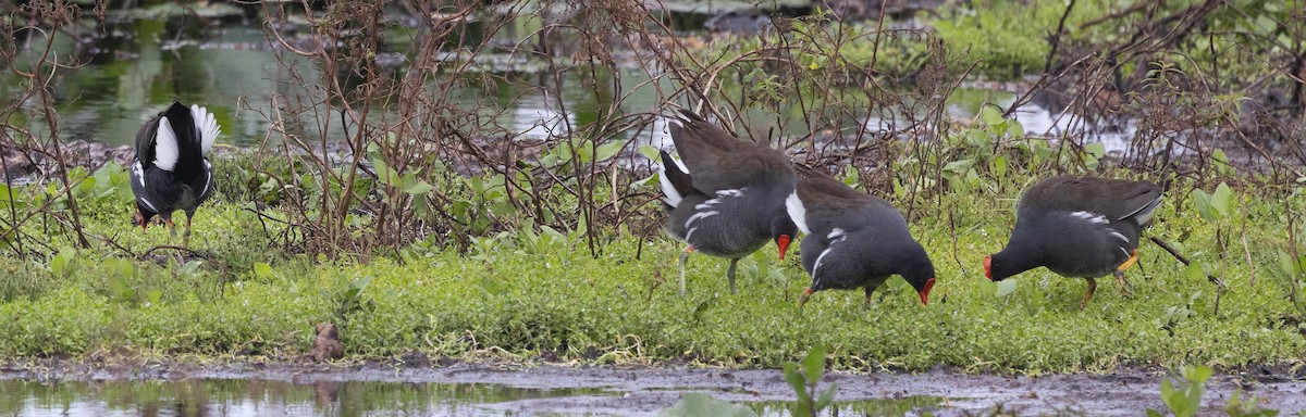 סופית אמריקנית - ML646176553