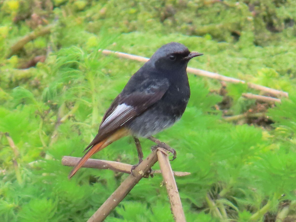 חכלילית סלעים - ML646176555