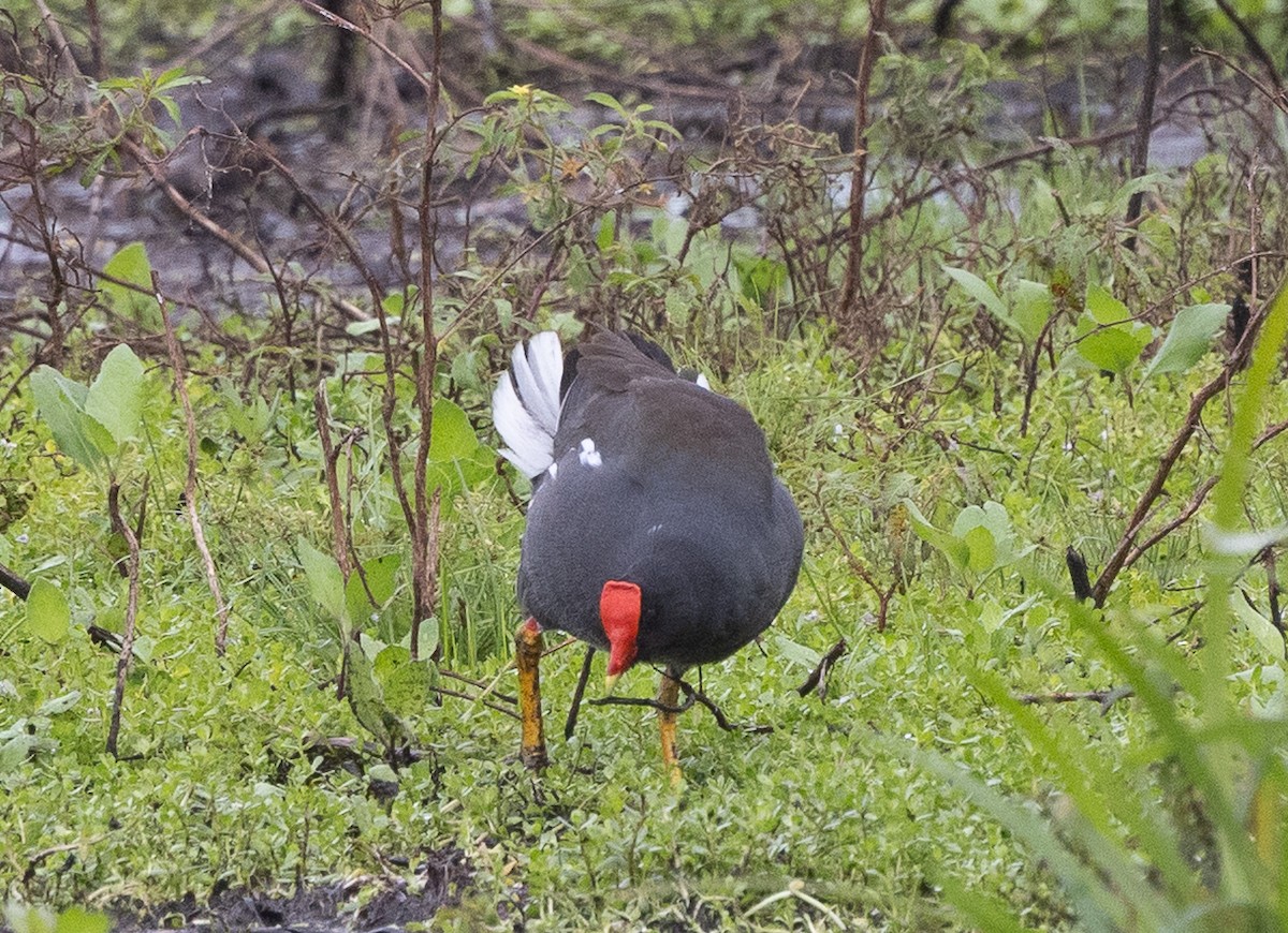 סופית אמריקנית - ML646176564