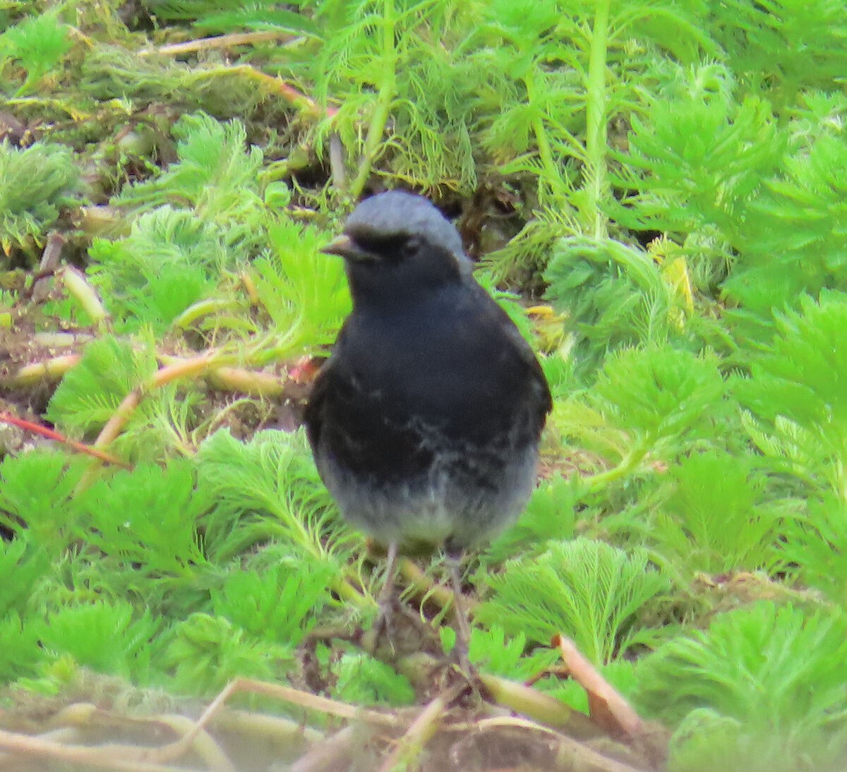 חכלילית סלעים - ML646176565