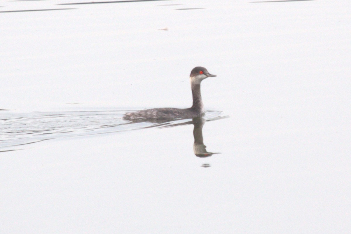 Eared Grebe - ML646176566