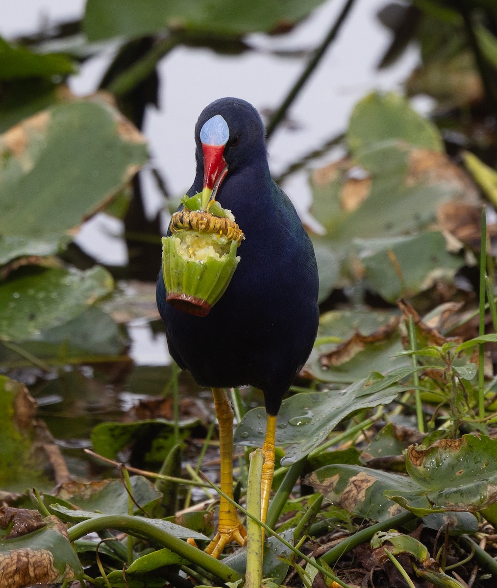 Pollo sultano della Martinica - ML646176571