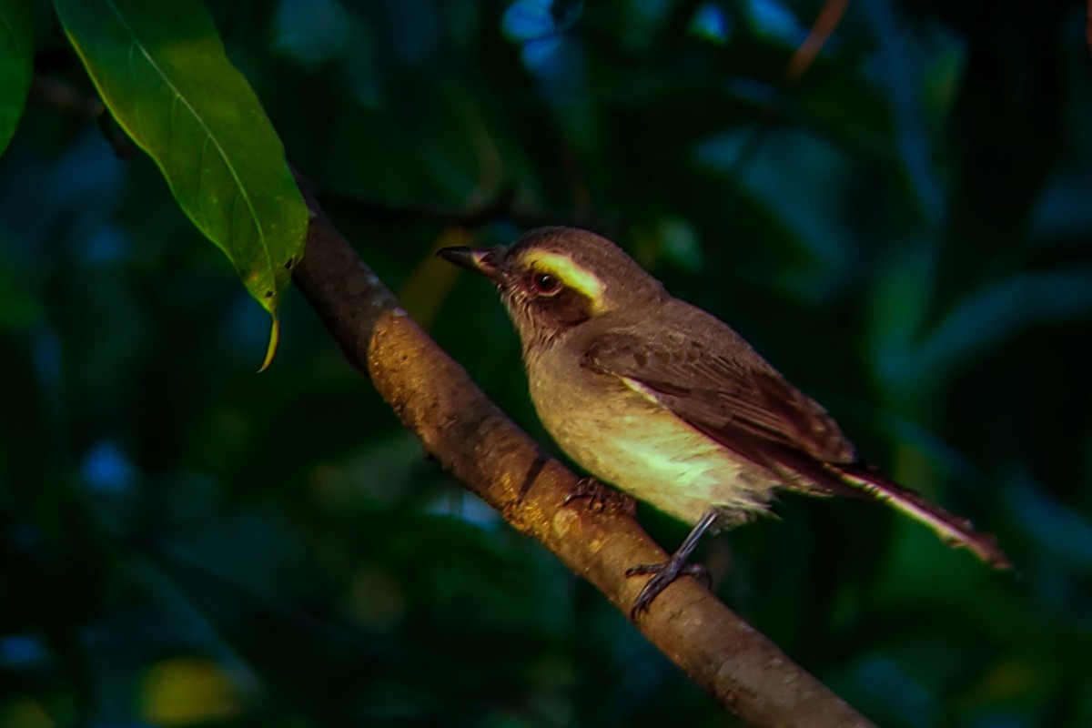 Tefrodorn - ML646176584