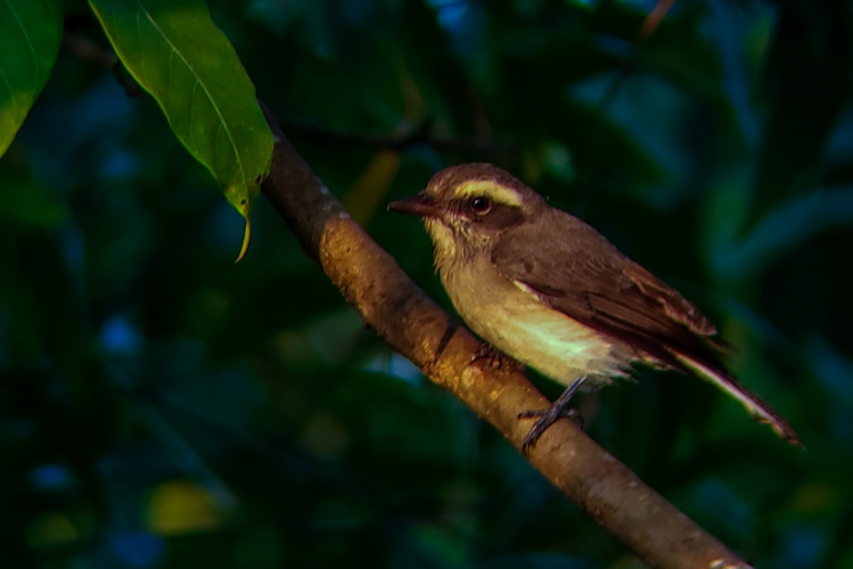 Tefrodorn - ML646176585