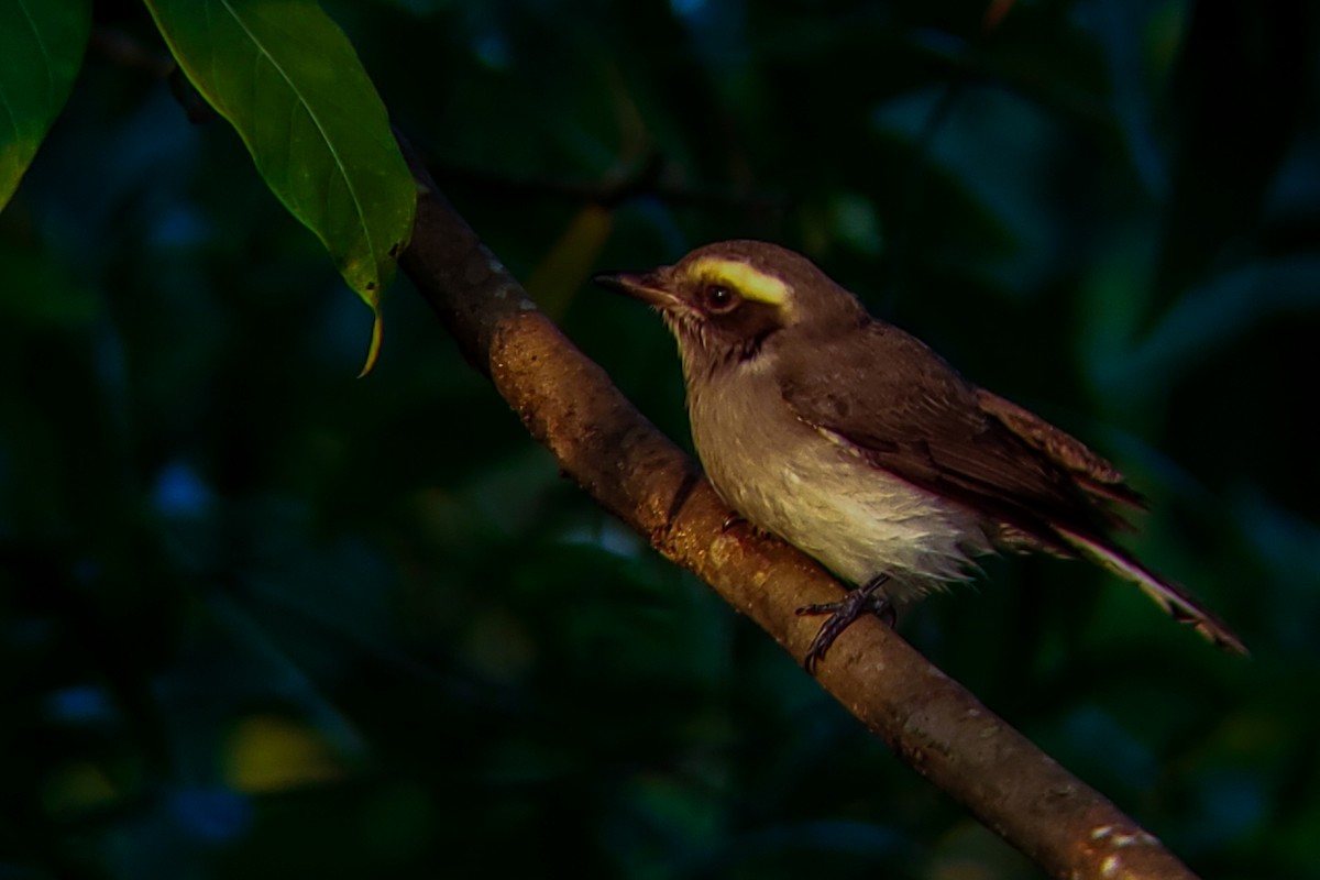 Tefrodorn - ML646176586