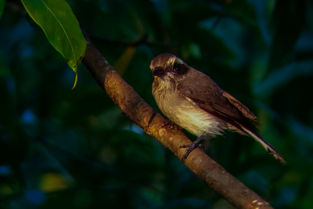 Tefrodorn - ML646176587