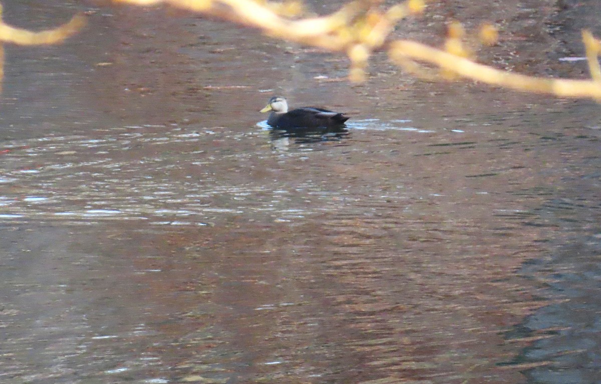 American Black Duck - ML646176590