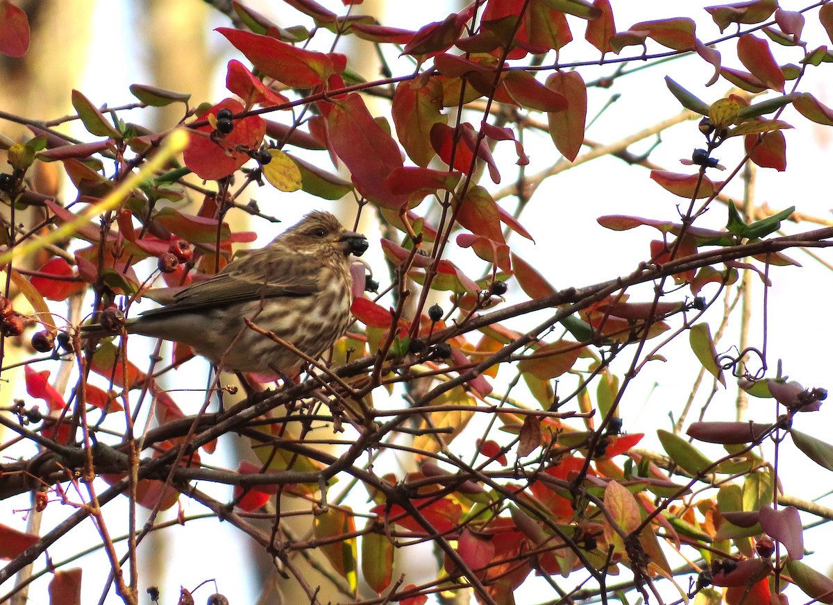 Purple Finch - ML646176597