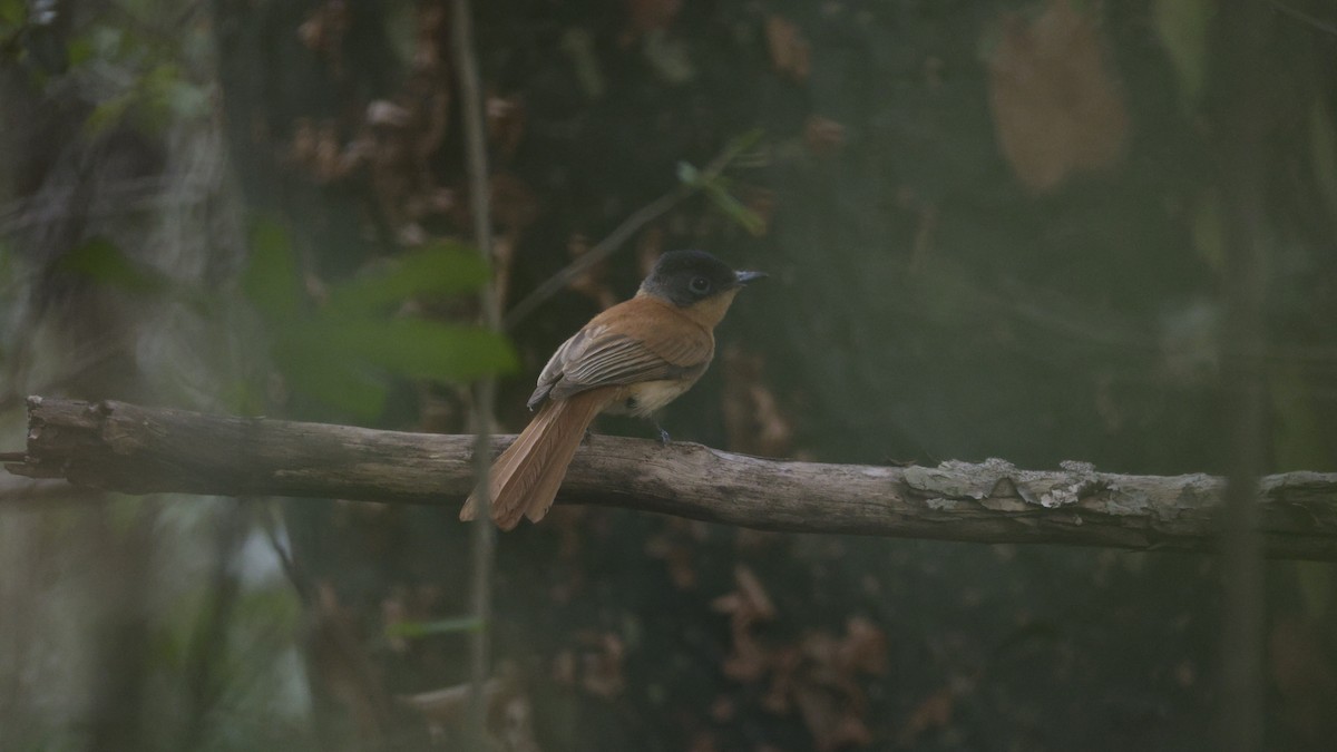 Malagasy Paradise-Flycatcher (Malagasy) - ML646176623