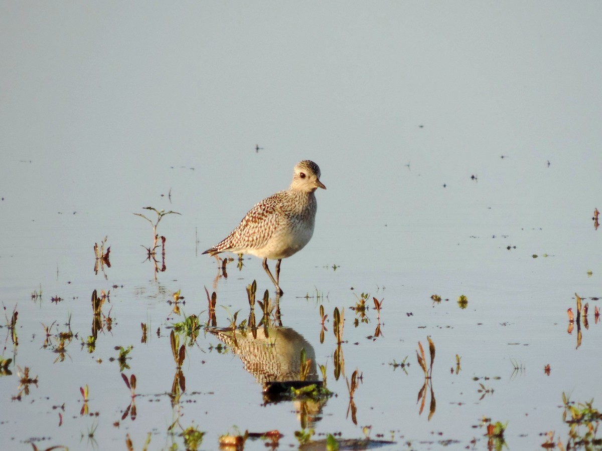 kulík bledý - ML646176625