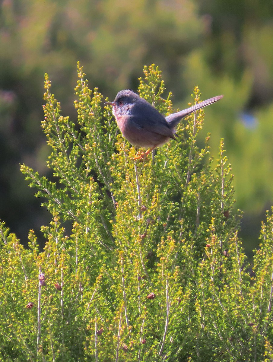 Magnanina comune - ML646176626