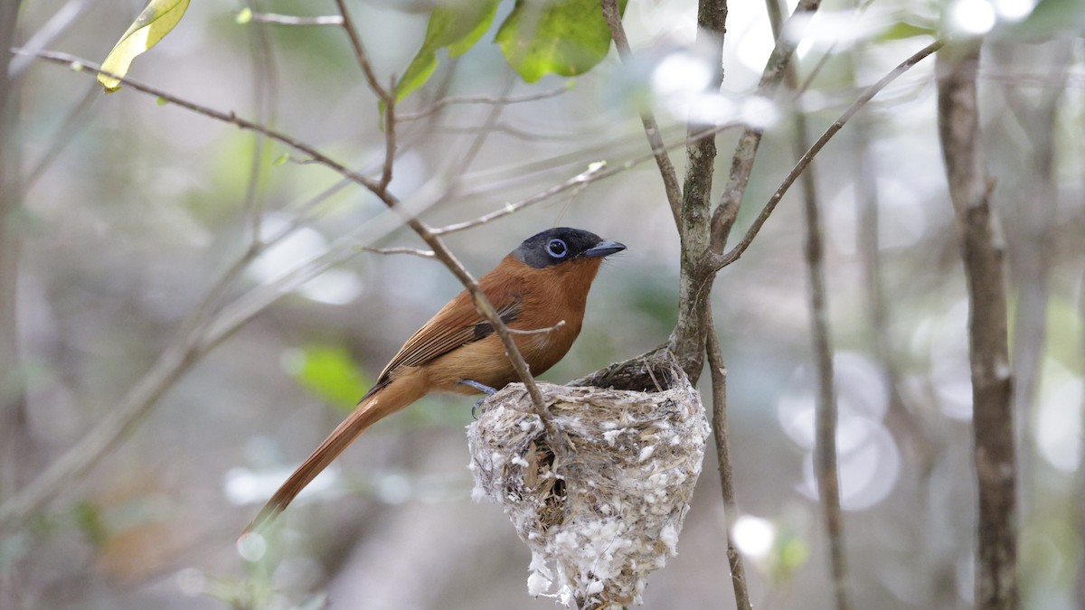Malagasy Paradise-Flycatcher (Malagasy) - ML646176630