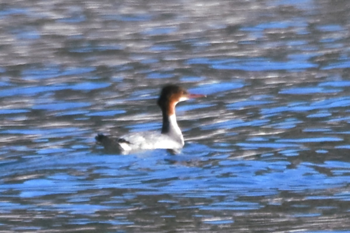 Smergo maggiore - ML646176631