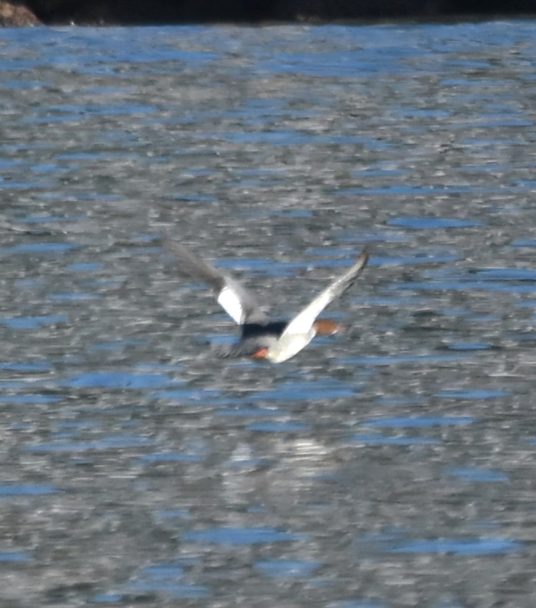 Smergo maggiore - ML646176632