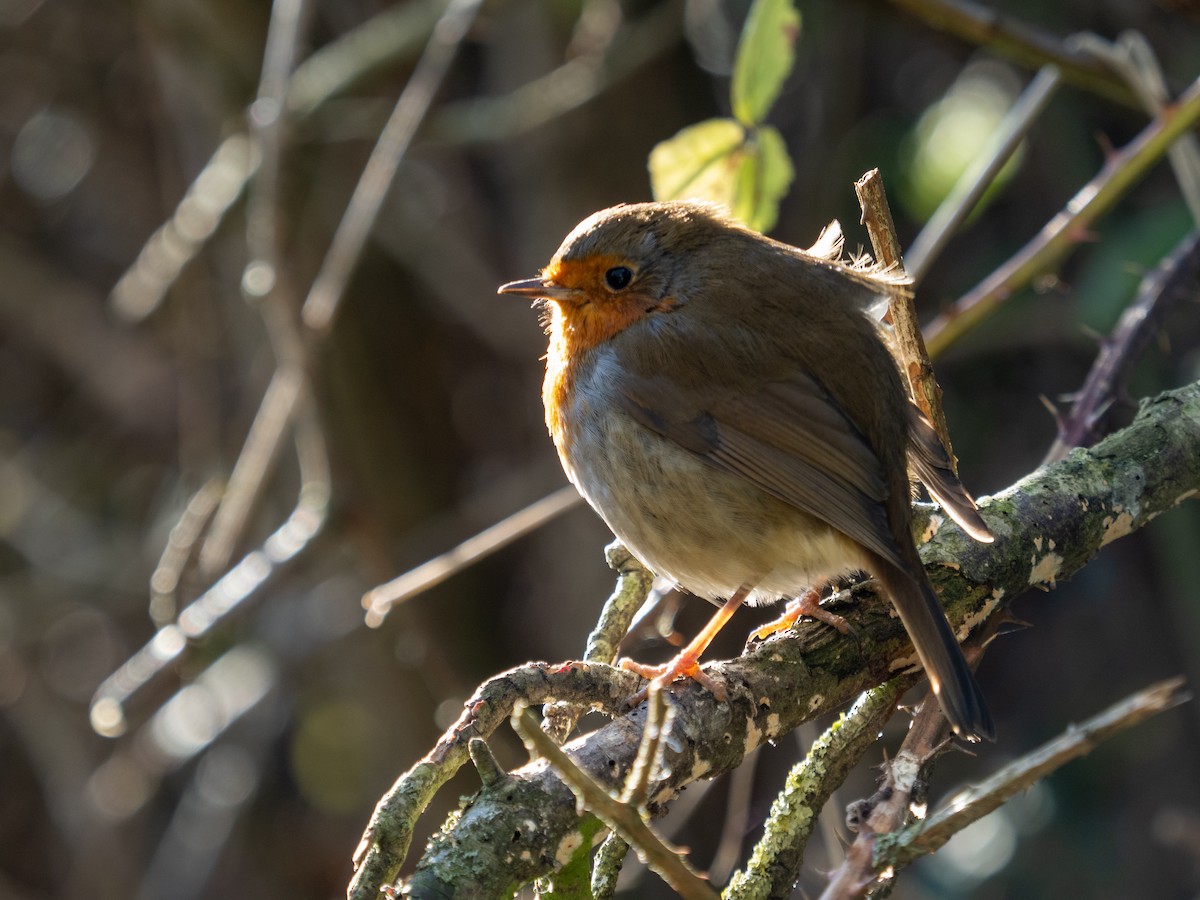 Kızılgerdan - ML646176636