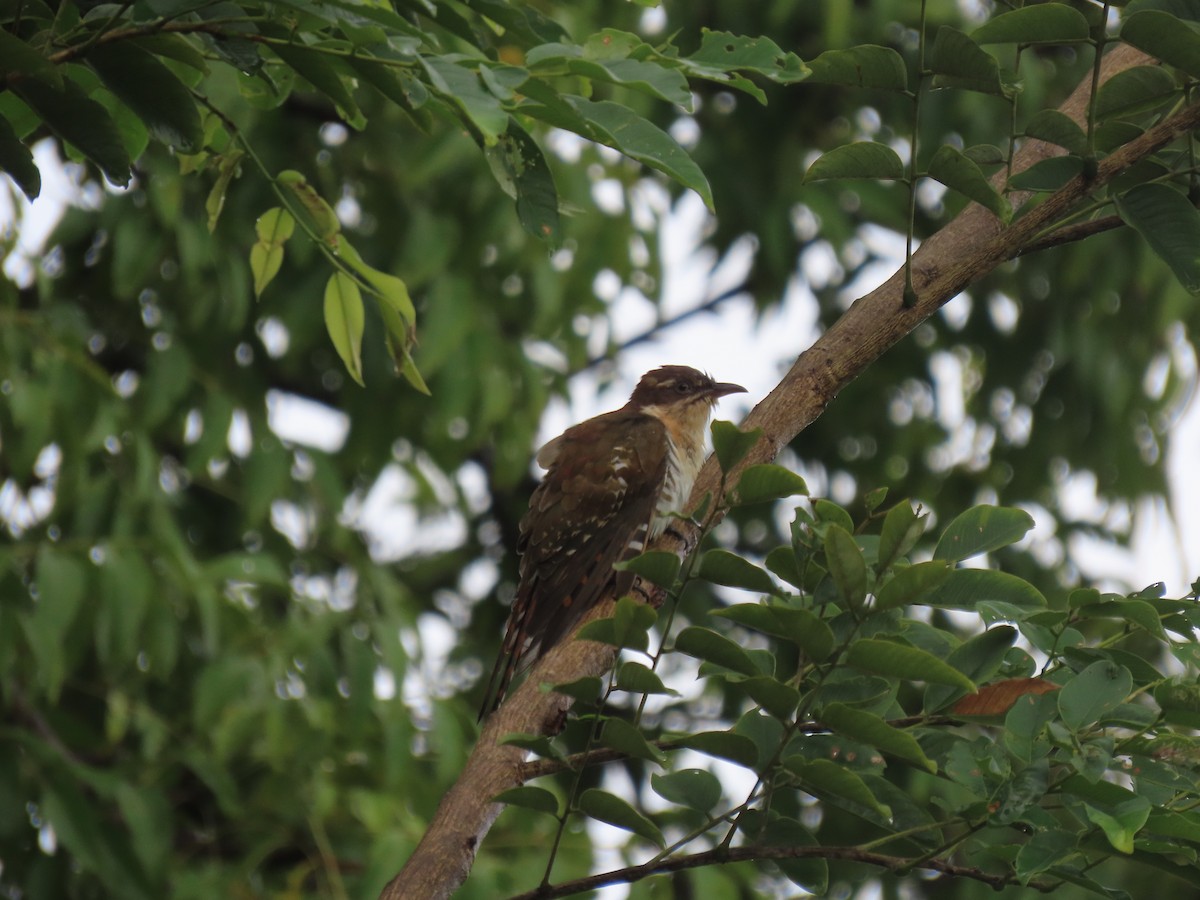 kukačka lesklá - ML646176638