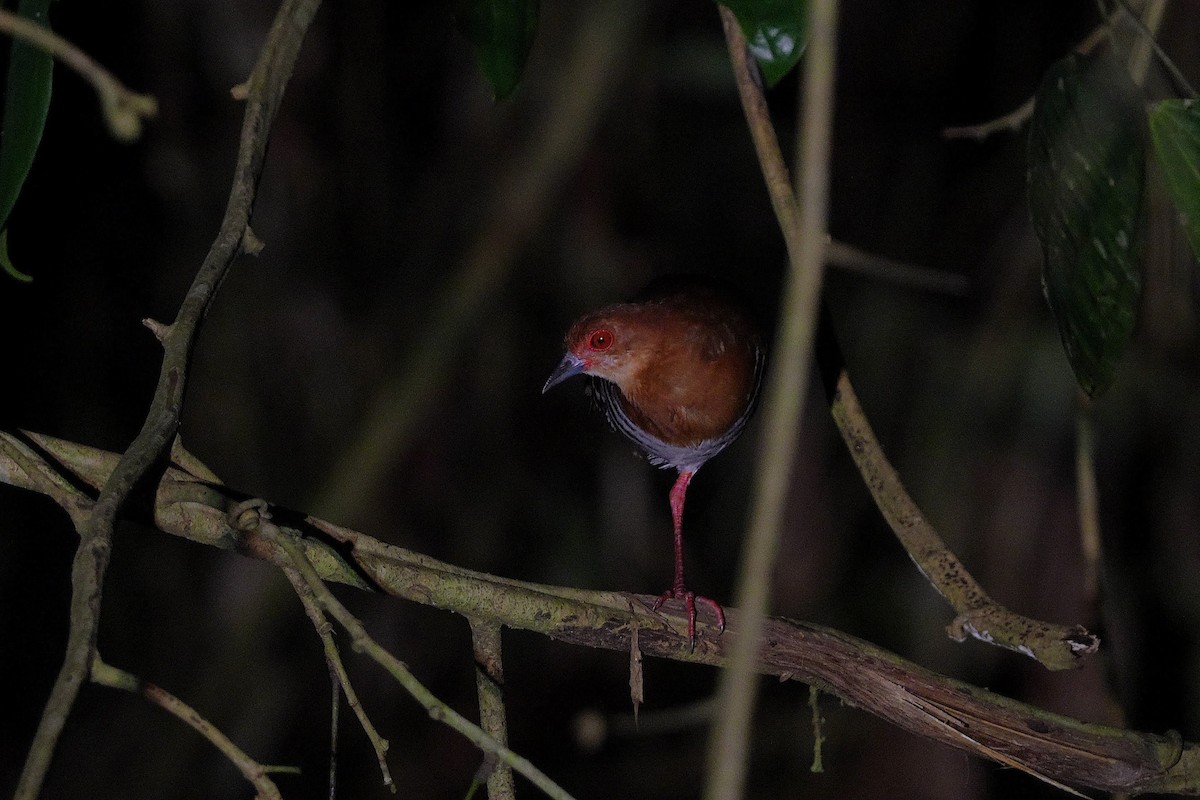 Red-legged Crake - ML646176639