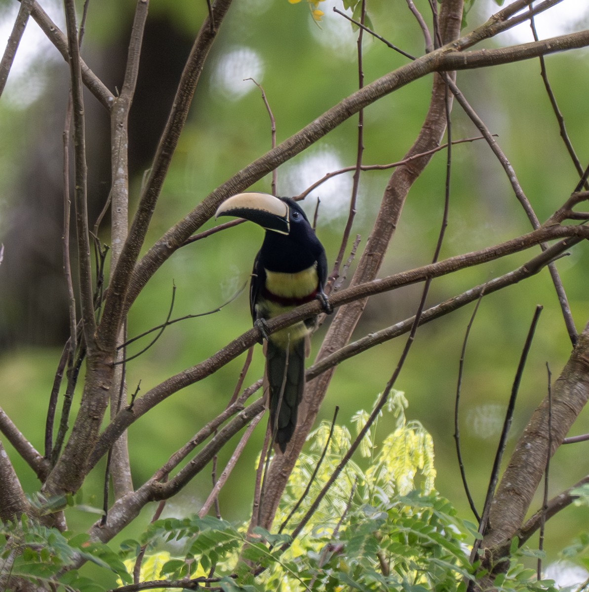 Araçari grigri - ML646176640