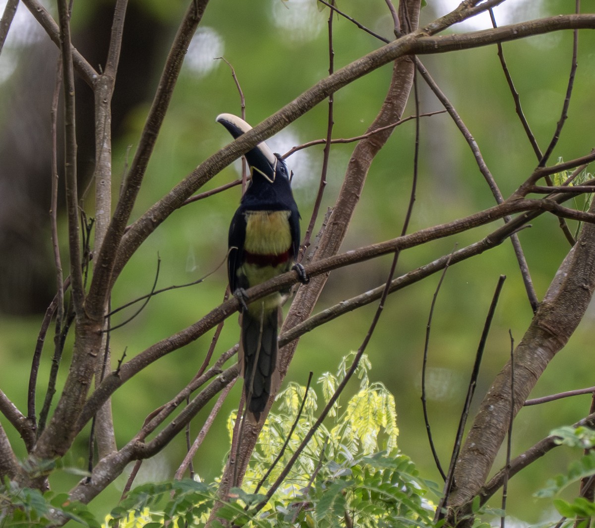 Araçari grigri - ML646176641