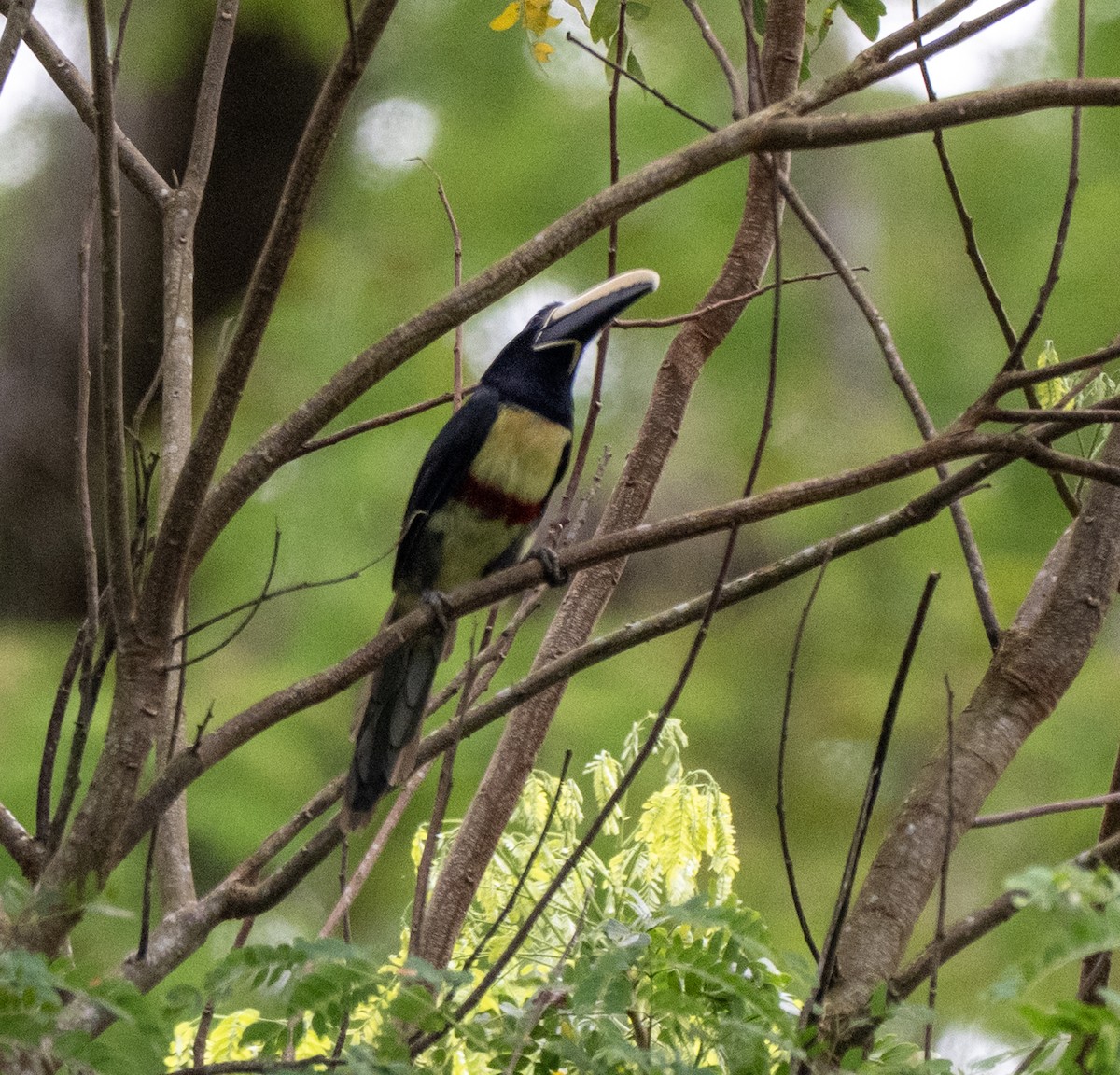 Araçari grigri - ML646176642