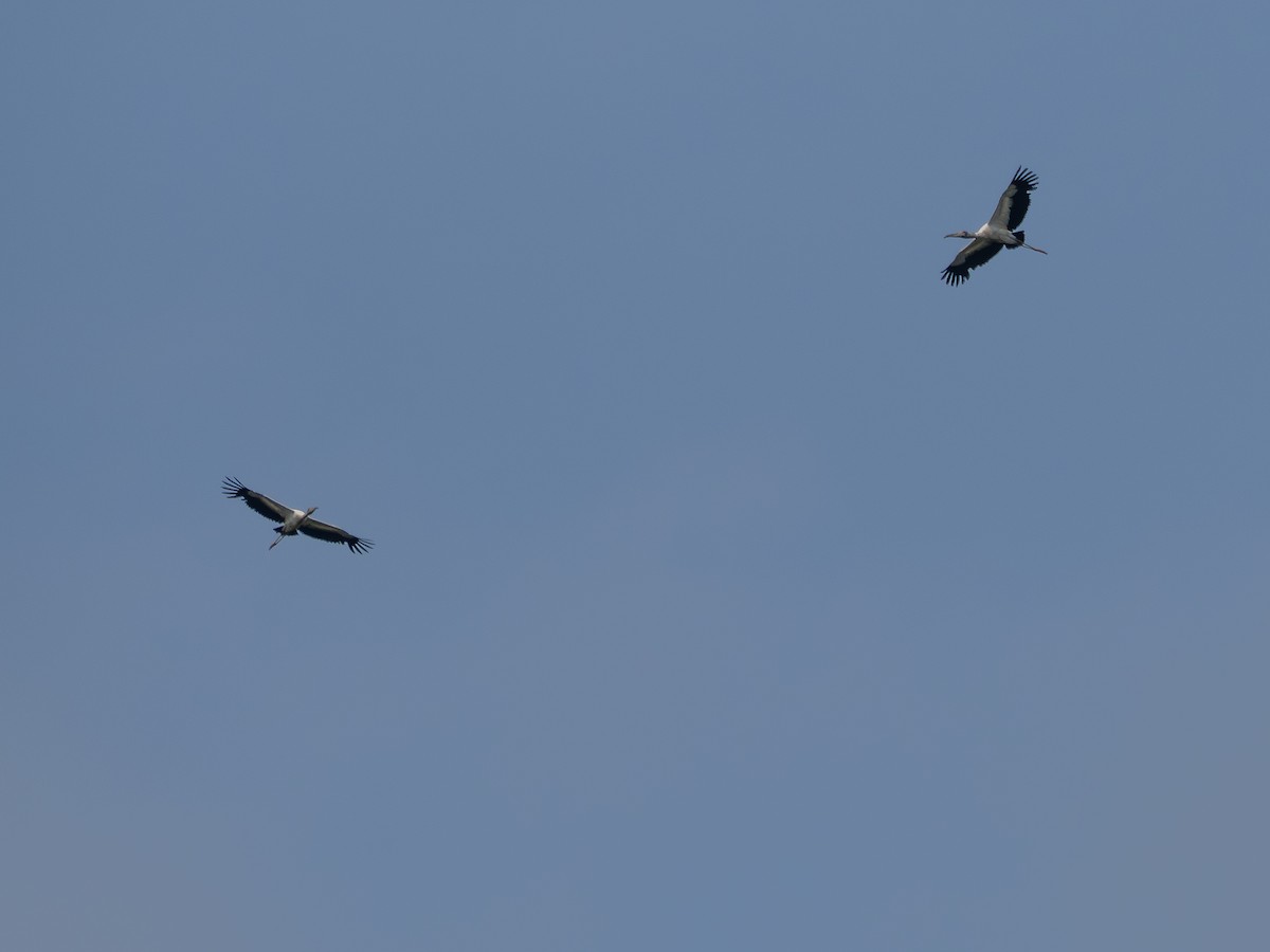 Kara Boyunlu Orman Leyleği - ML646176643