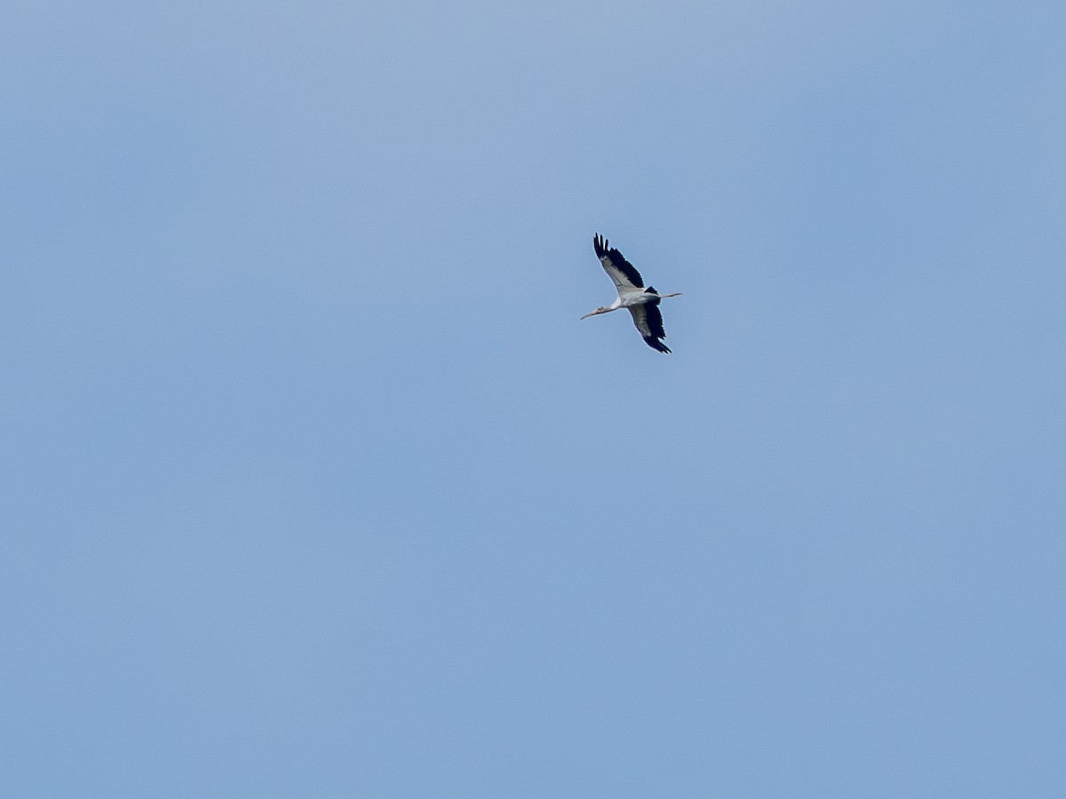 Kara Boyunlu Orman Leyleği - ML646176644