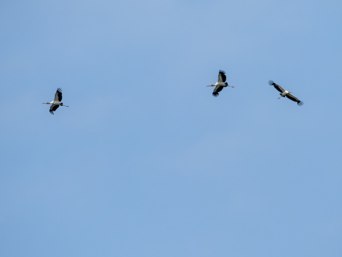 Kara Boyunlu Orman Leyleği - ML646176645