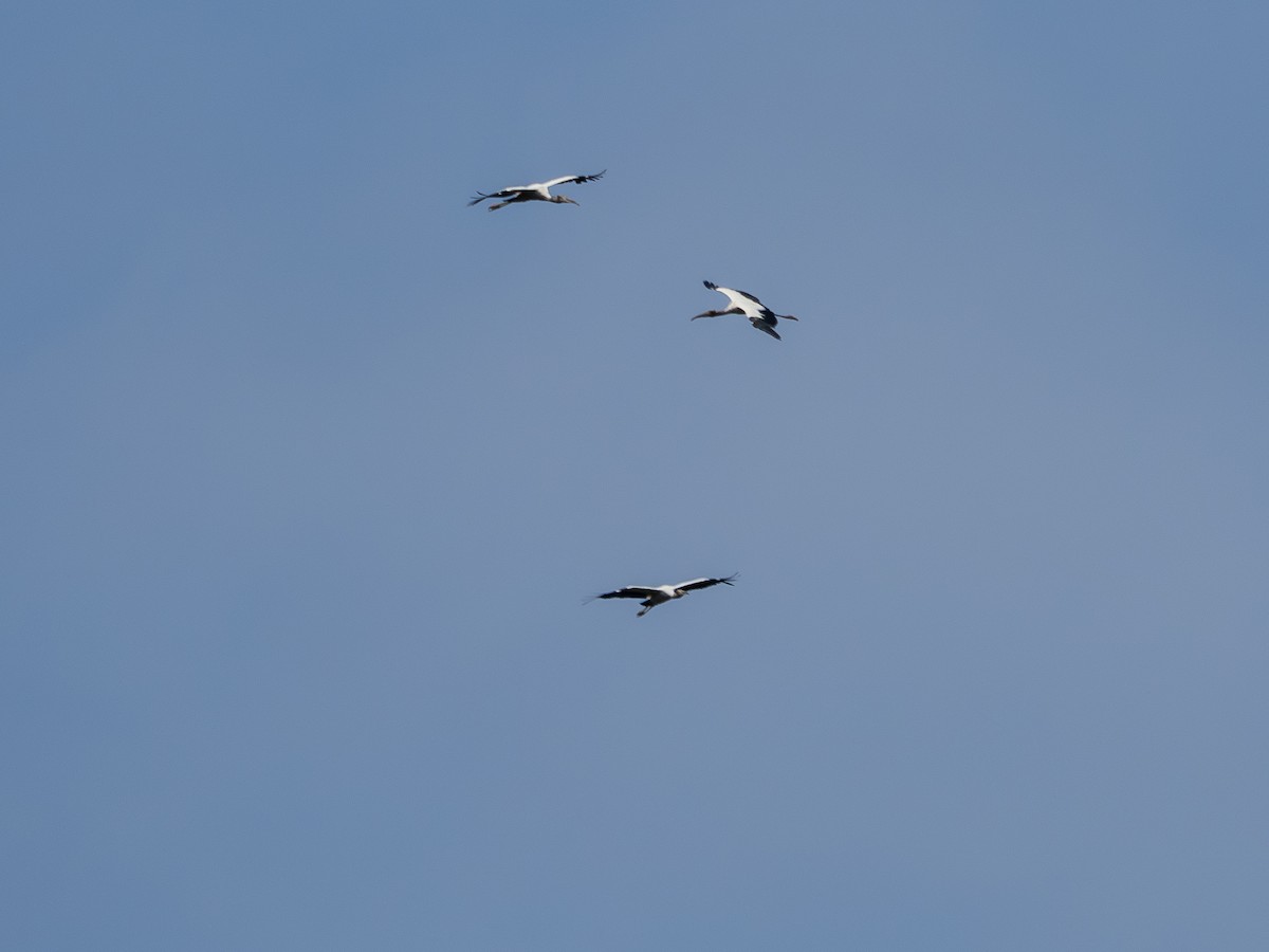 Kara Boyunlu Orman Leyleği - ML646176646