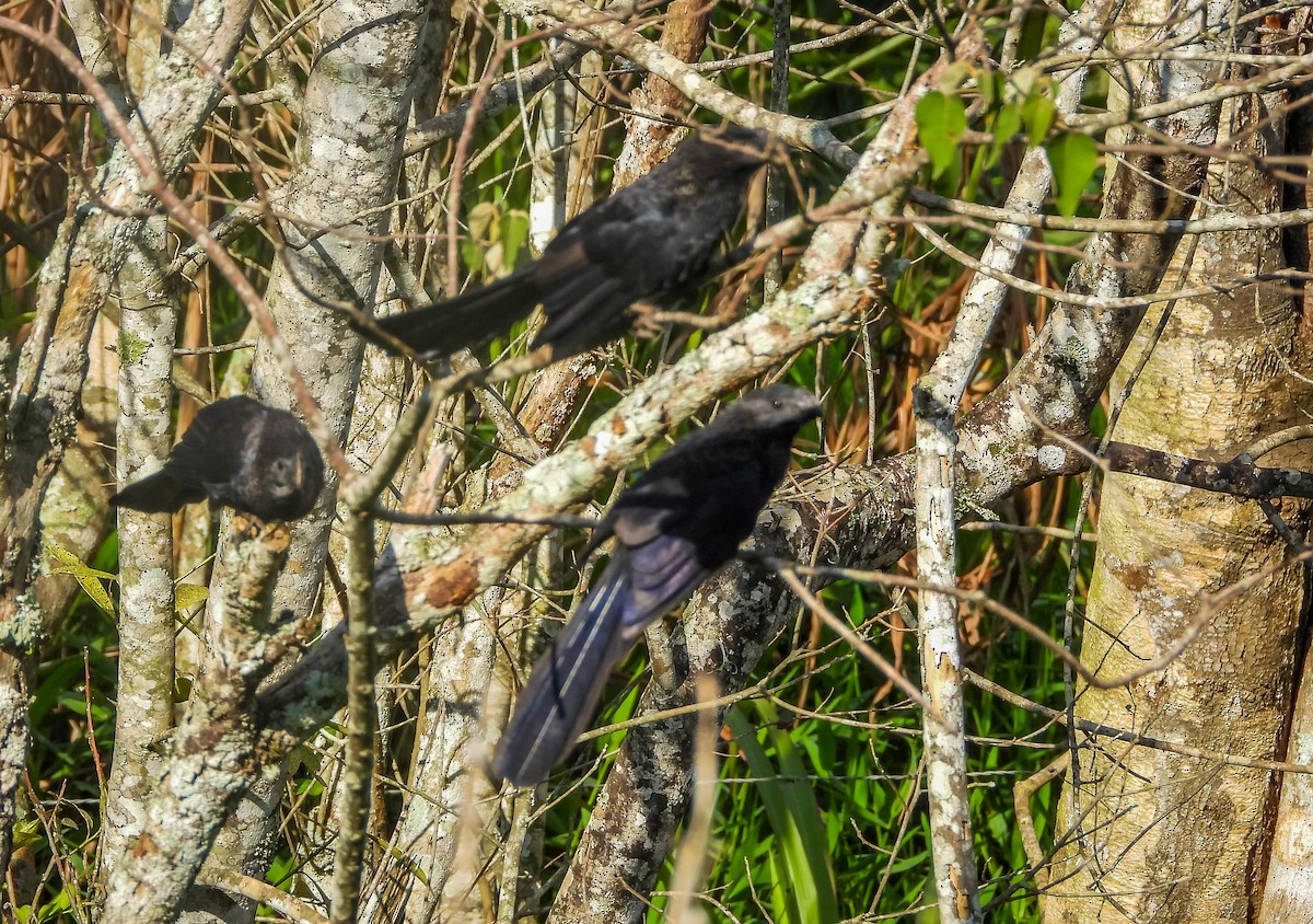 Düz Gagalı Ani - ML646176651