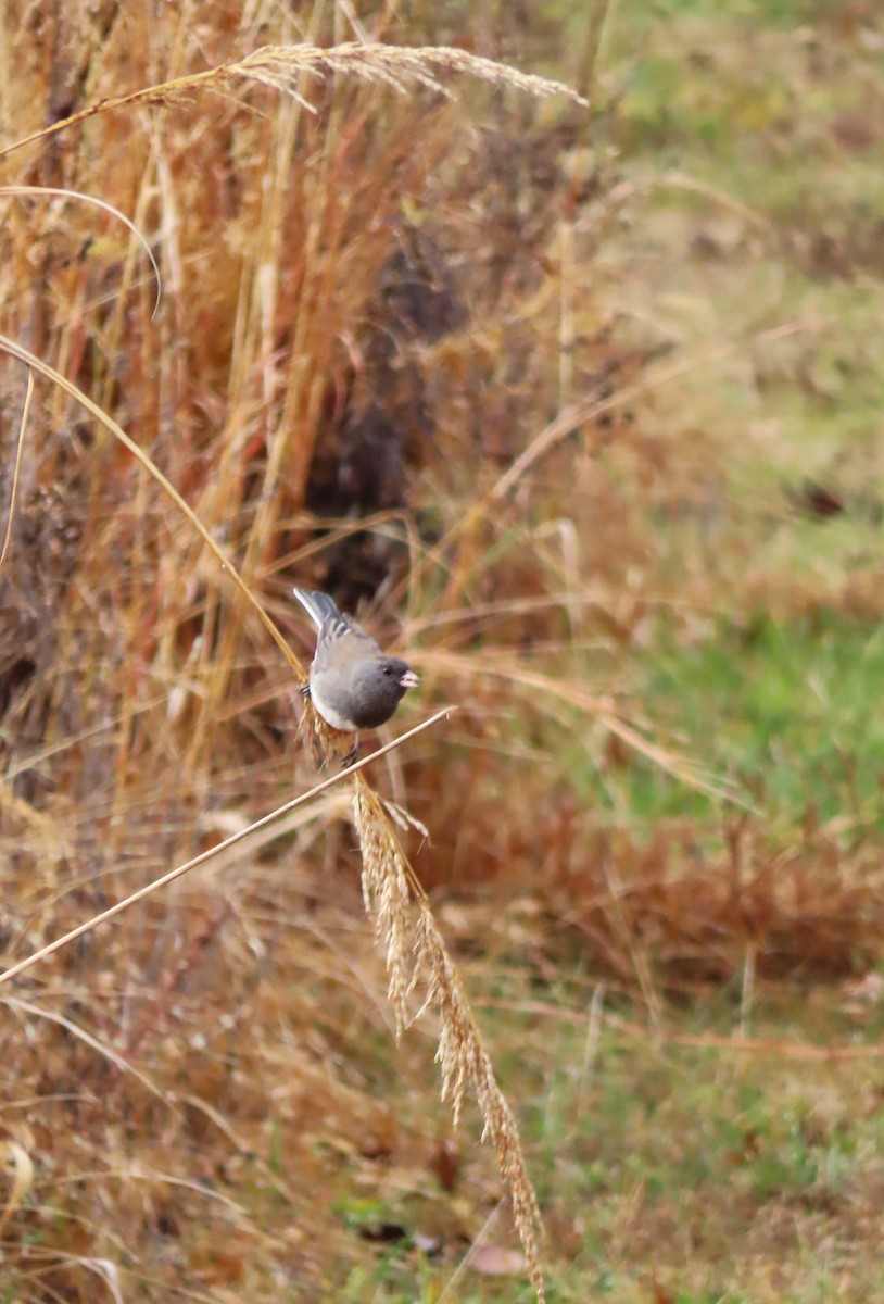 Kara Gözlü Junko - ML646176652