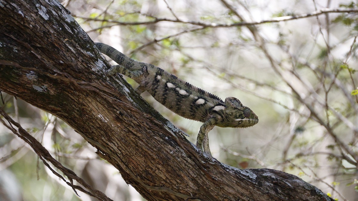 Animals - ML646176653