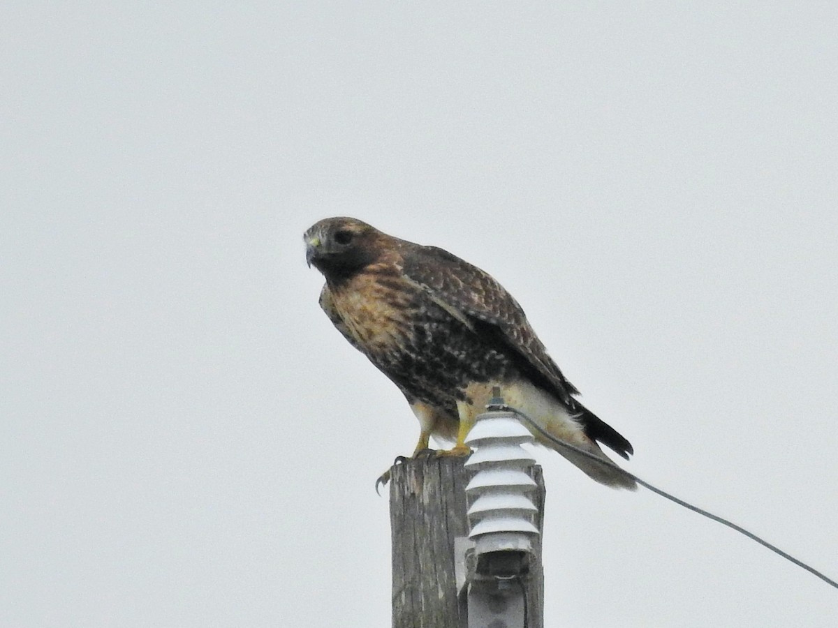 Red-tailed Hawk (calurus/abieticola) - ML646176656