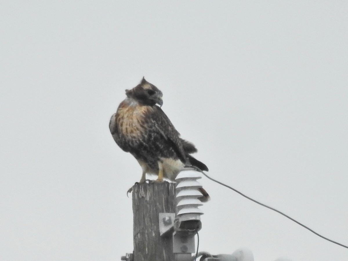 Red-tailed Hawk (calurus/abieticola) - ML646176657