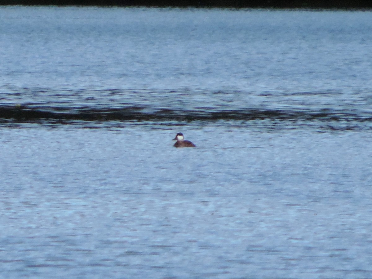 Amerika Dikkuyruğu - ML646176658