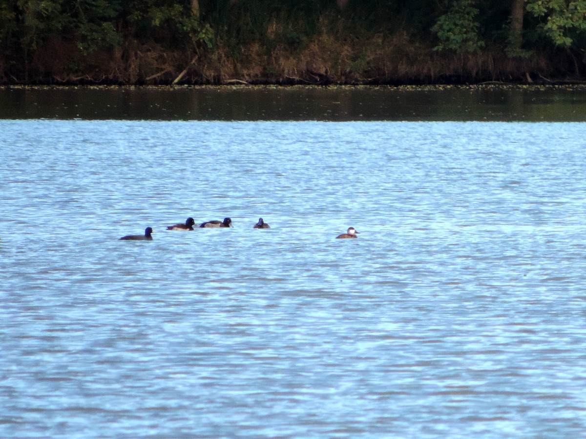 Amerika Dikkuyruğu - ML646176659