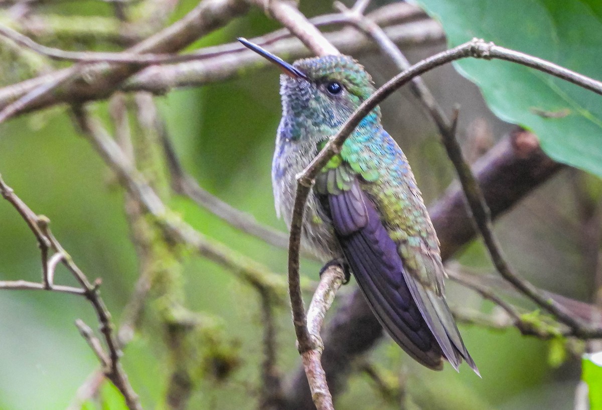 Mor Alınlı Ormanperisi - ML646176660