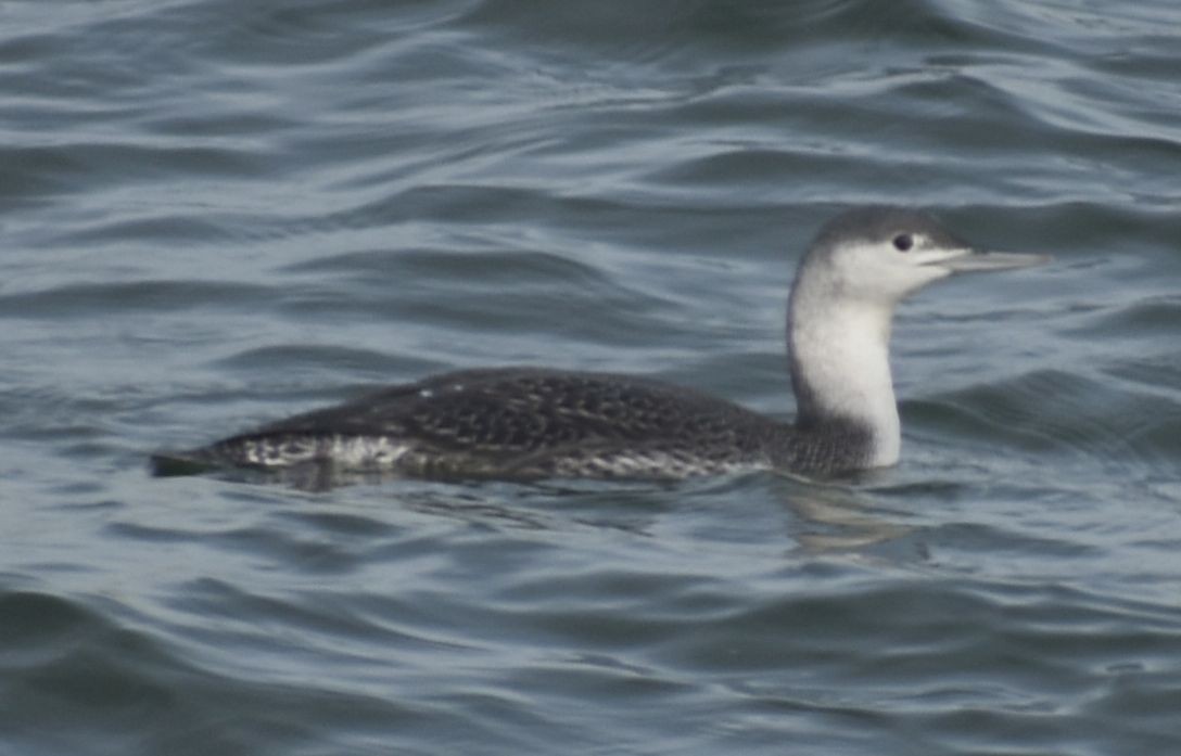 Kızıl Gerdanlı Dalgıç - ML646176662