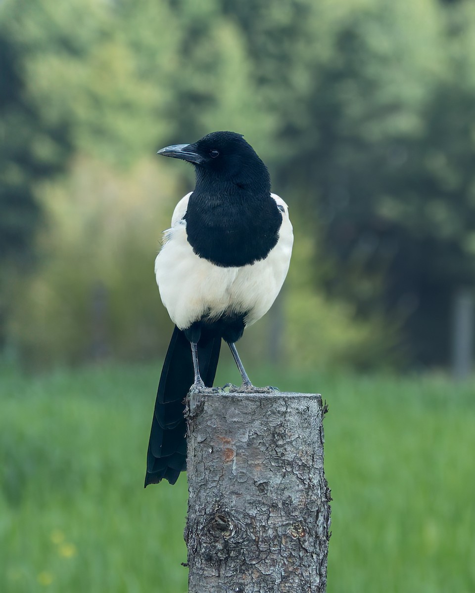 Kara Sırtlı Saksağan - ML646176663