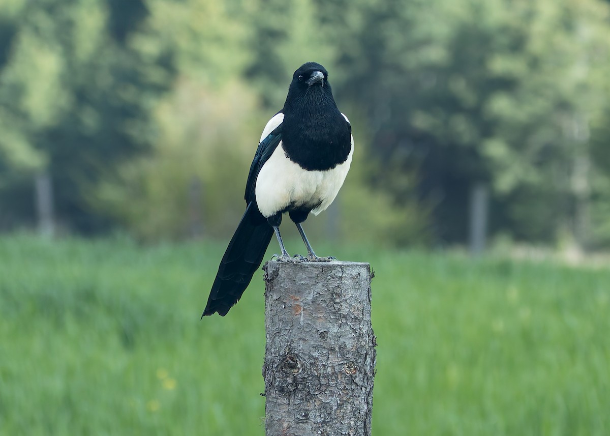 Kara Sırtlı Saksağan - ML646176664