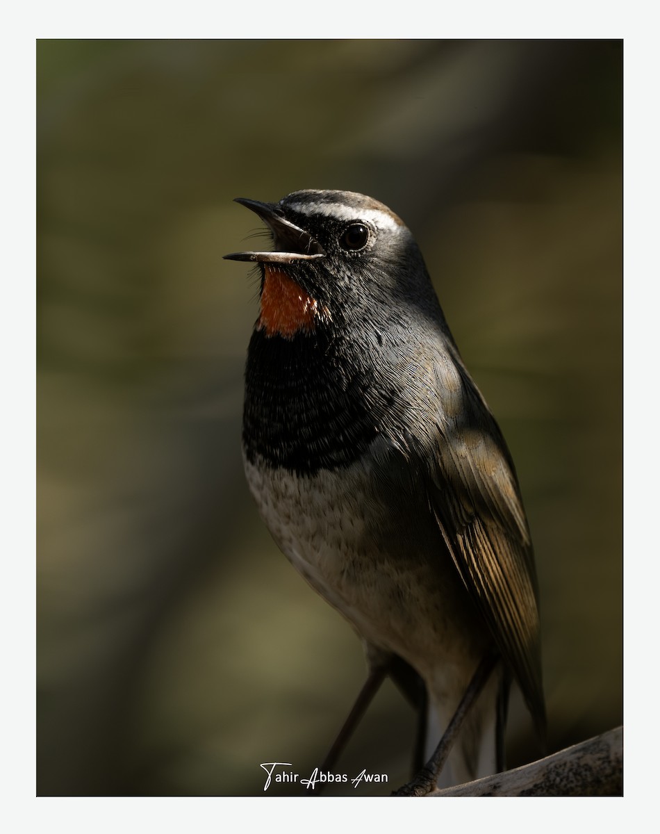 Himalaya Yakut Gerdanlı Bülbül - ML646176666