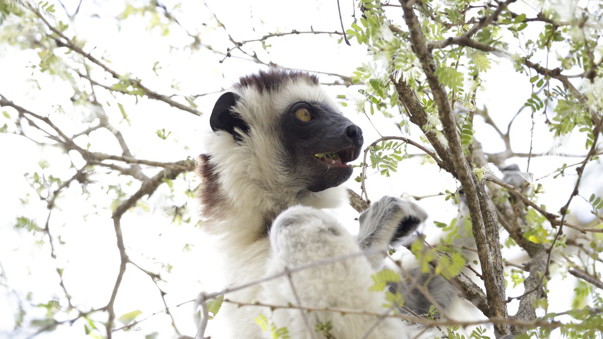 Animals - ML646176667