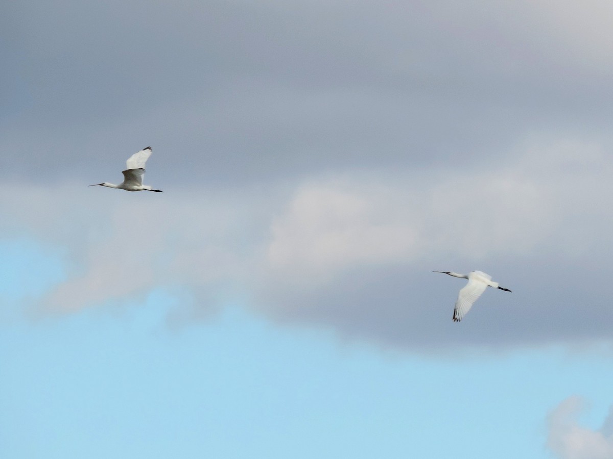 Kaşıkçı - ML646176668