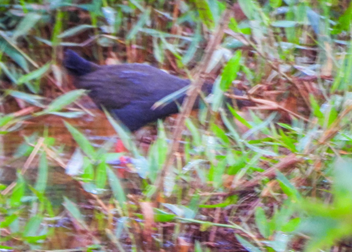 Karaca Sukılavuzu - ML646176669