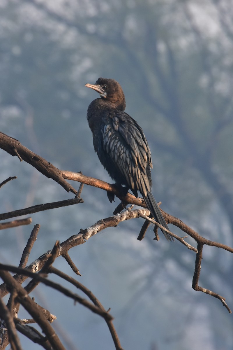 Asya Pamuk Ördeği - ML646176671