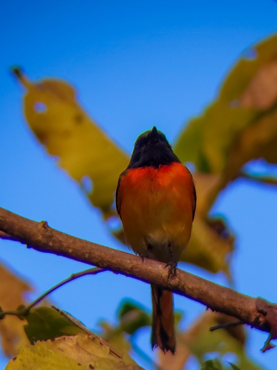 Small Minivet - ML646176672