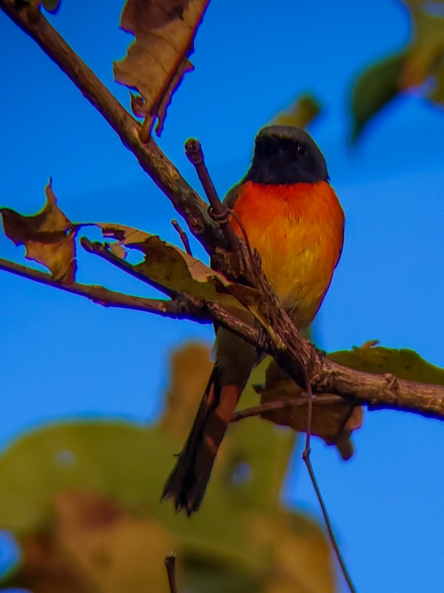 Small Minivet - ML646176673