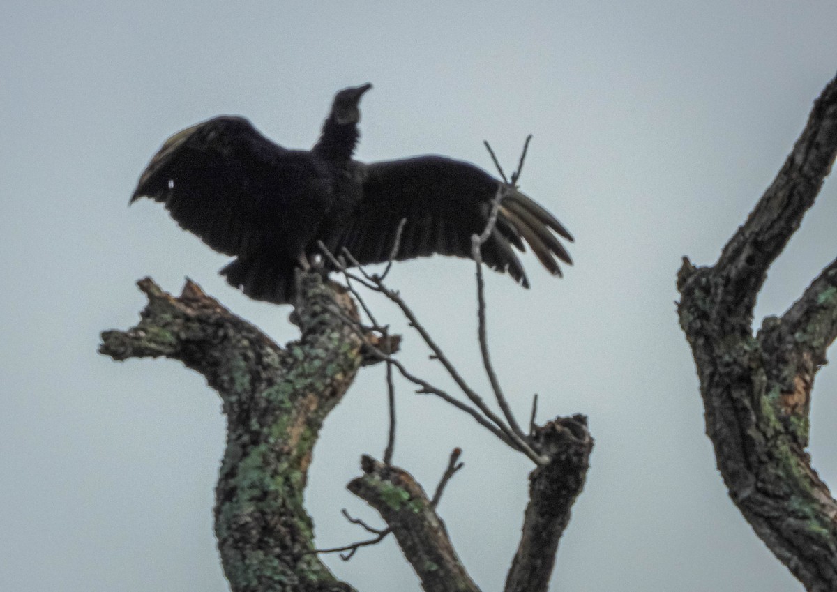 Karga Akbabası - ML646176675