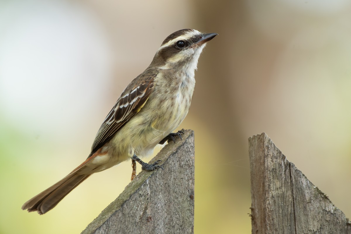 İşgalci Tiran - ML646176676