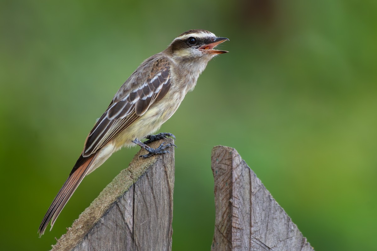 İşgalci Tiran - ML646176677