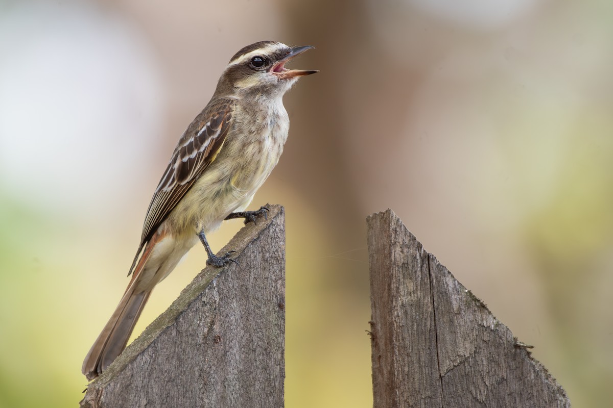 İşgalci Tiran - ML646176678